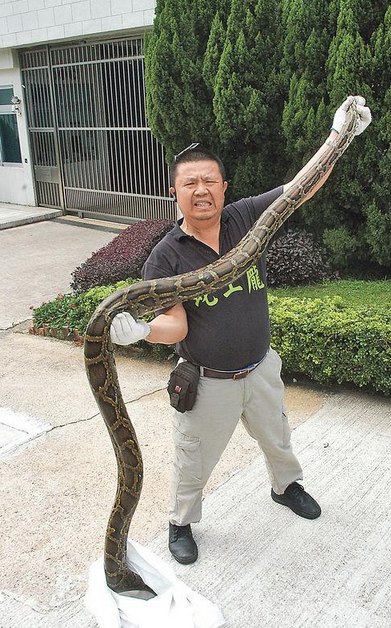 香港一30公斤蟒蛇找食误闯民居蛇王手到擒来