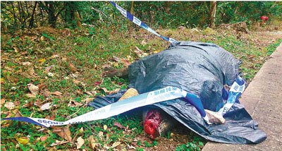 ��˾��ײ����ʳҰ���ݳ���ȥ�������飨ͼ��