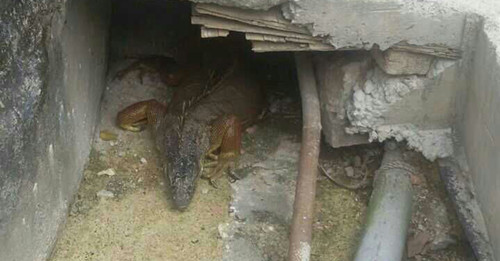 ����������������۾�Ա��ͬ�������������׽