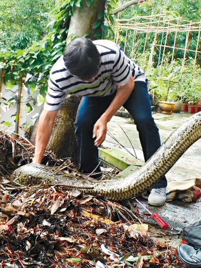 香港两“蛇王”夹击生擒四米雌性大蟒蛇(图)
