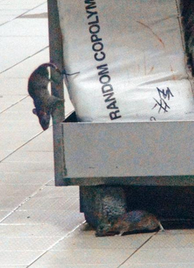 香港“鼠患重灾区”群鼠夜夜“开派对”吓坏路人