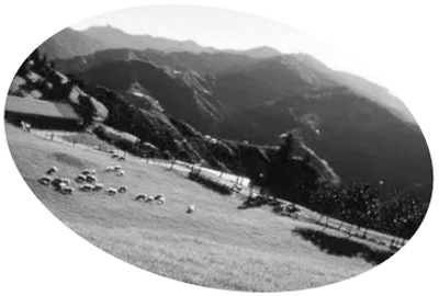 风靡港台的“绿色生活”:玉米粉餐具塑料瓶球衣