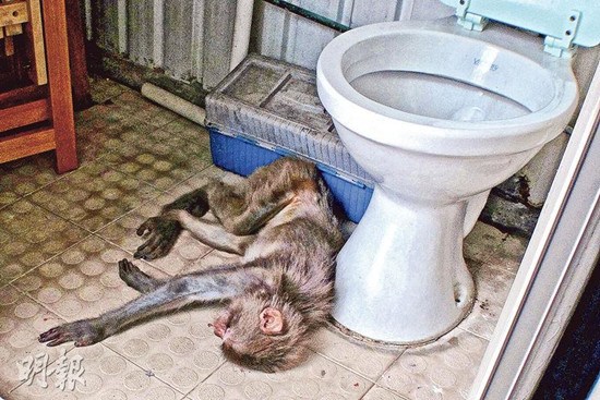 ���һС⨺�ͻȻ�ڲ����ε�����Ƥ���ǣ�ͼ��