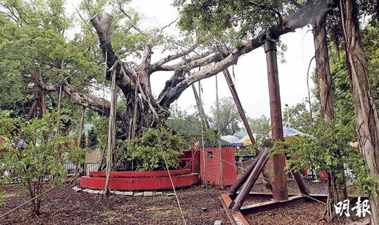 “树癌”在港扩散129棵中招三成为古树(图)