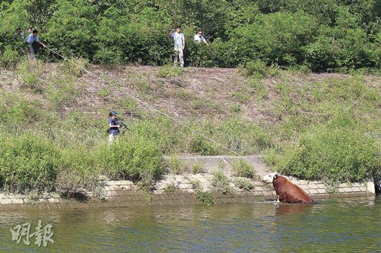 ��ţ�ӳ����׳������������ǹ������ͼ��