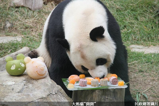 大熊猫“开开”“心心”品月饼度中秋(图)