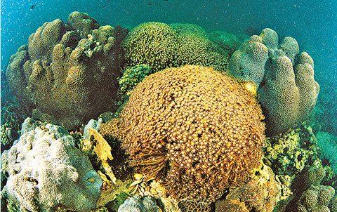 ���ɺ�����ղ飺ɺ�����������ȶ�����Ʒ�ַḻ