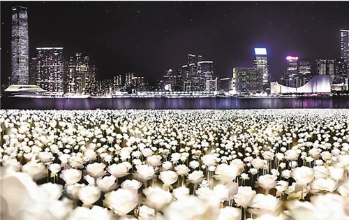 情人节香港庆祝活动多“玫瑰灯海园”增浪漫气氛