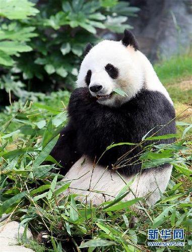 香港海洋公园悉心照料全球最年长大熊猫(图)
