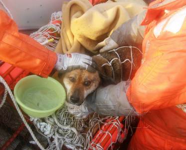 �ձ���Х��Ư��3�ܵĳ��ﹷ�ػ���������(ͼ)