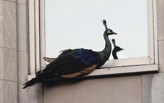 ŦԼ����԰��ȸ�ɵ�������Ԣ������й鳲��ͼ��