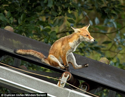 德聪明小狐狸酷爱玩滑梯反复滑下乐此不疲（图）