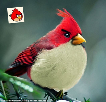 ӡ�������Ҵ���������ŭ��С����ʵ�棨��ͼ��