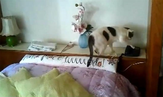 ����һè���͵�ӵ绰���Ż�Ͳ�������У�ͼ��