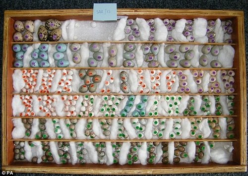 Ӣ�����񵰴����������͵�Խ�700ö�񵰣�ͼ��