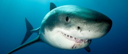 摄影师“玩命”拍大白鲨微笑照笑露齿很淑女（图）
