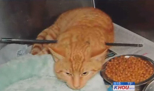 可怜小猫遭一箭穿身流浪数日大难不死(组图)