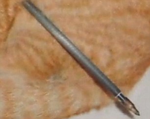 可怜小猫遭一箭穿身流浪数日大难不死(组图)(2)