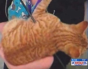 可怜小猫遭一箭穿身流浪数日大难不死(组图)(3)