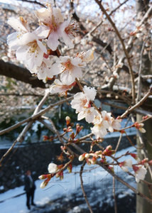 日本名古屋一株樱花不畏严寒罕见绽放(图)