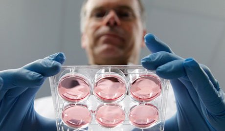 科学家培育“试管牛肉”做成汉堡要花20万英镑