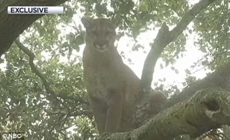 ų������ʨ������Ȯ�����ӵ����ϡ����ѡ���ͼ��