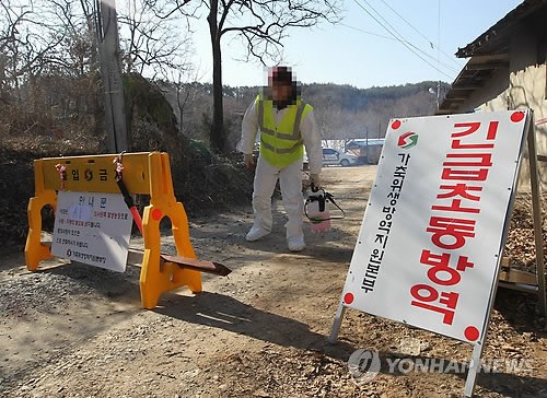 韩国一养鸡场出现禽流感阳性反应(图)