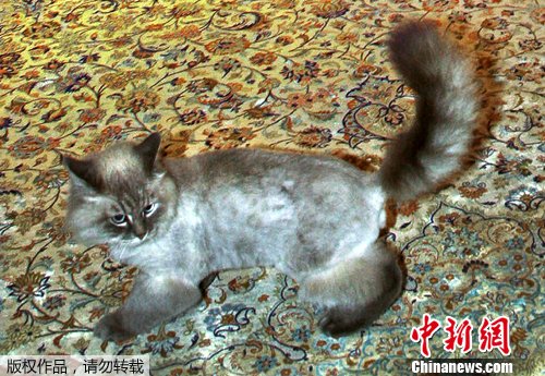 梅德韦杰夫辟谣称爱猫未丢失感谢大家关心(图)
