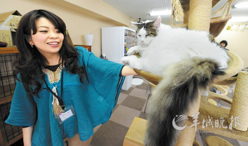 日本将实施动物保护新规“猫咖啡馆”或陷困境