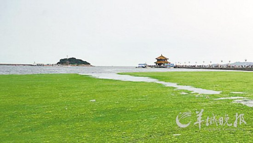 丹麦海滩食肉海藻能吞噬体积是其1万倍的动物
