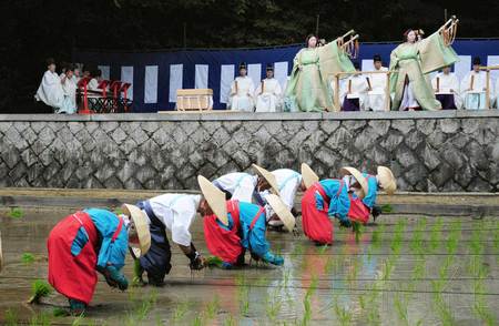 日本举行田植祭祈求丰收神乐女持扇起舞(图)