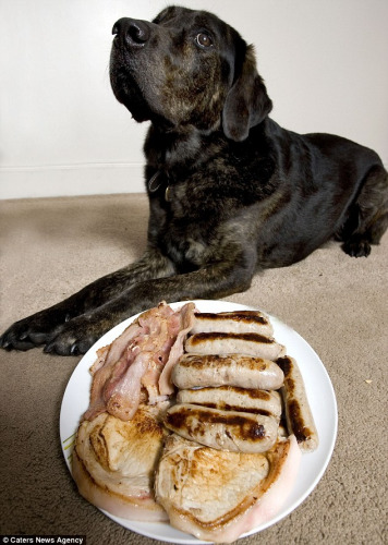 宠物犬不爱肉食爱吃素只因过敏“伤不起”(图)