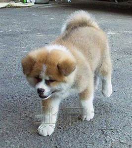 日本秋田县将向俄罗斯总统普京赠送秋田犬(图)