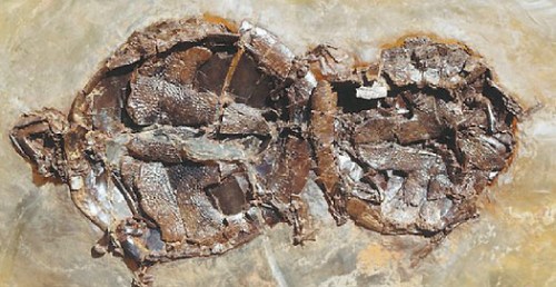 4700万年前乌龟交配化石出土维持交配姿势(图)