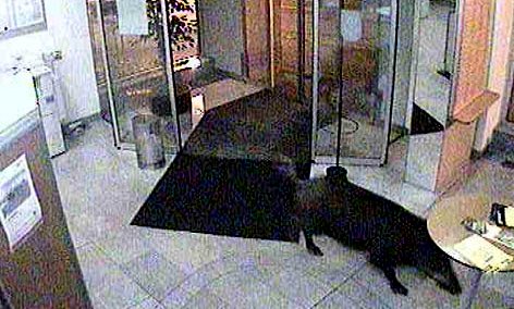 一野猪深夜闯入银行突破安保设施如入无人之境