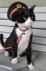 日铁路第二代“猫站长”上任戴帽维持秩序(图)