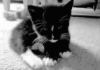 家猫示警挽救昏迷女主人有望获“英雄猫”称号