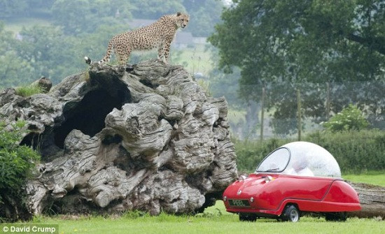 英野生动物园上演惊险一幕猎豹攻击游览车（图）