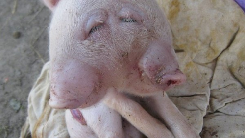 俄罗斯一农场出现双头小猪存活数天便死亡（图）