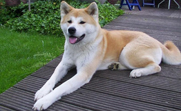 日本赠给俄总统普京的秋田犬在运送中享VIP待遇