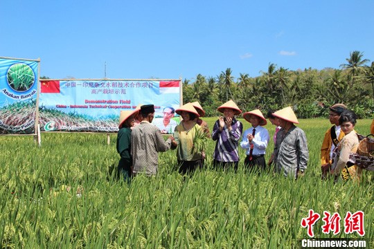 中国-印尼杂交水稻技术合作项目举行庆丰仪式