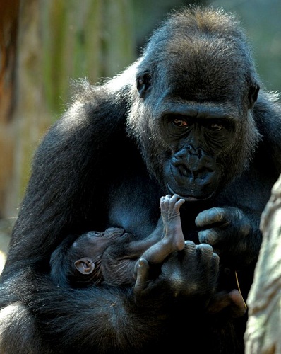 ���������趺��������С��Ѿĸ�����黥����ͼ��