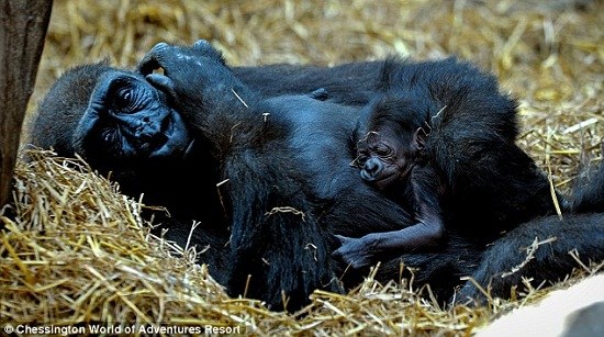 ���������趺��������С��Ѿĸ�����黥����ͼ����2��