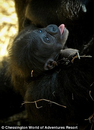 ���������趺��������С��Ѿĸ�����黥����ͼ����4��