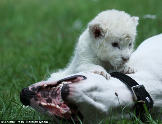 С��ʨ��ĸ������������Ȯ�����̰֡�����ͼ����3��