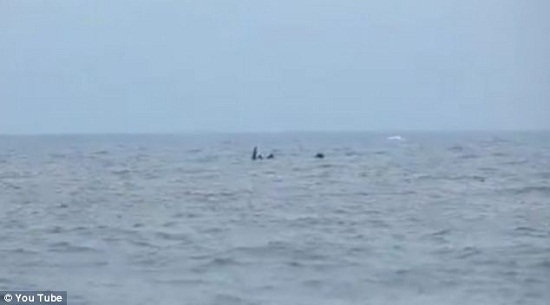 英游客拍到神秘“海怪”专家称或实为鲨鱼(图)