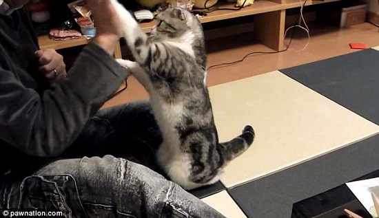 ����Сè����˫�����Ӽ��������֡��չ�����ͼ��