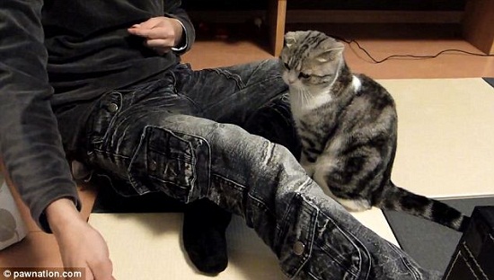 ����Сè����˫�����Ӽ��������֡��չ�����ͼ����4��