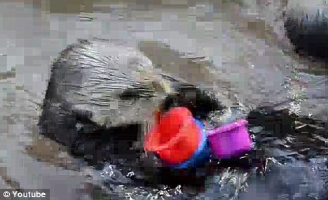 聪明水獭水中叠杯子会按从大到小排列(图)
