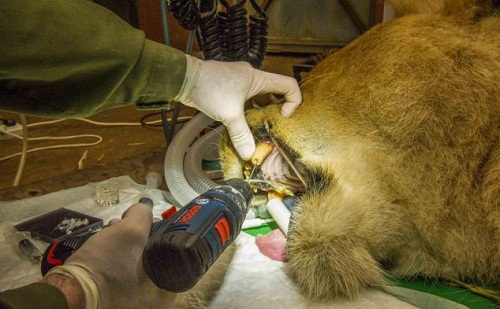 ��ҽ��ʨ�Ӵ������������붯�ù�ҵ�����꣨ͼ����3��